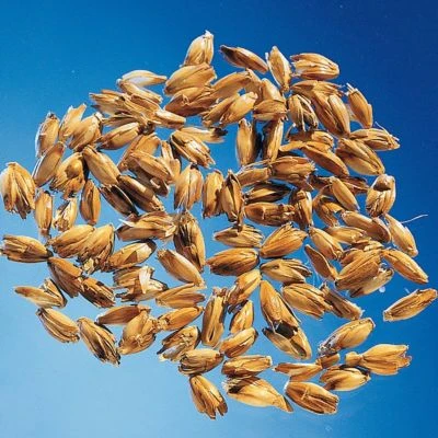 Theraline Stillkissen Dinkelspreufüllung 190 Cm 4 Theraline Stillkissen Dinkelspreufüllung 190 Cm – Bild 2